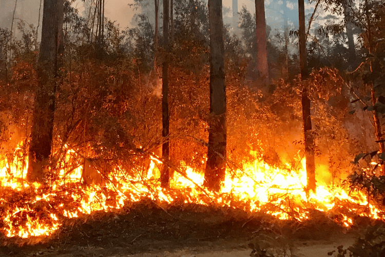 NSW RFS - Murrumbateman Brigade